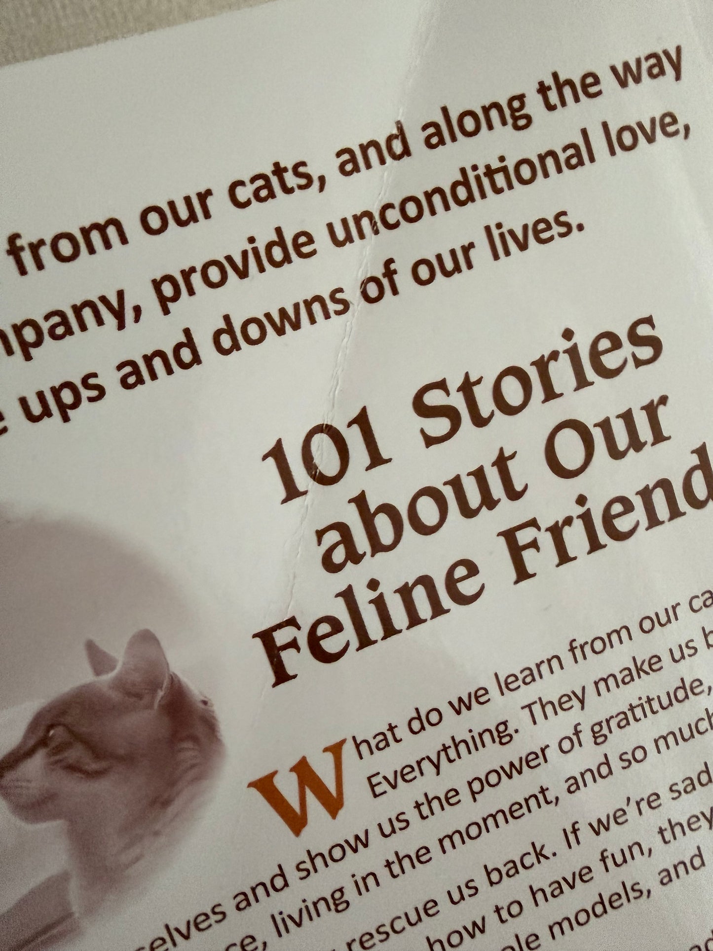 Chicken Soup for the Soul: What I Learned from My Cat: 101 Tales of Our Favorite Felines *BRUISED BOOK*